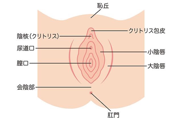 デリケートゾーンの形状