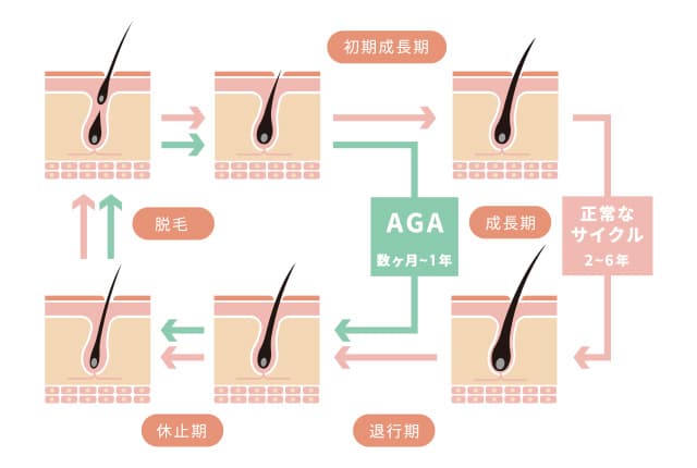 生え変わりのサイクル